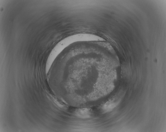 X0000061150479200512161600