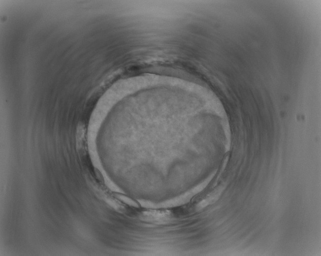 X0000061150480200512161600