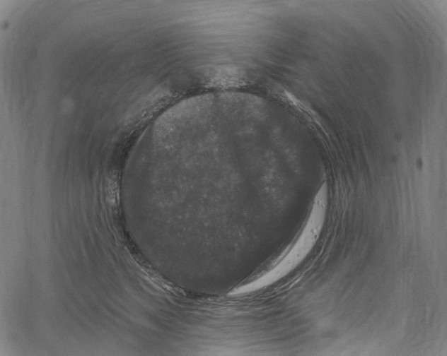 X0000061150517200512161558