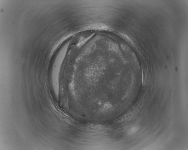 X0000061150531200512161558