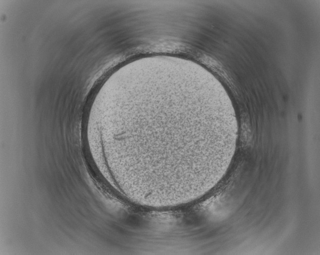 X0000061150534200512161558