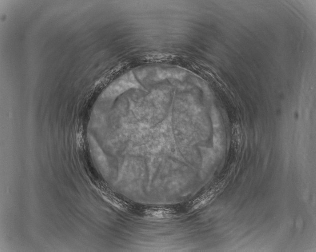 X0000061150564200512161558