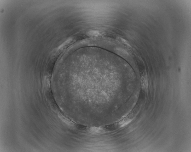 X0000061150570200512161558