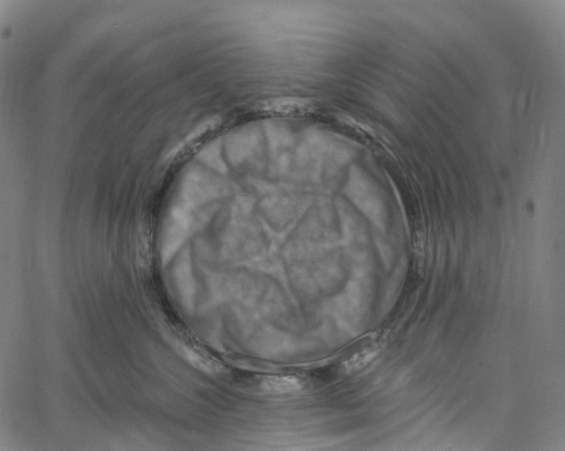 X0000061150572200512161558