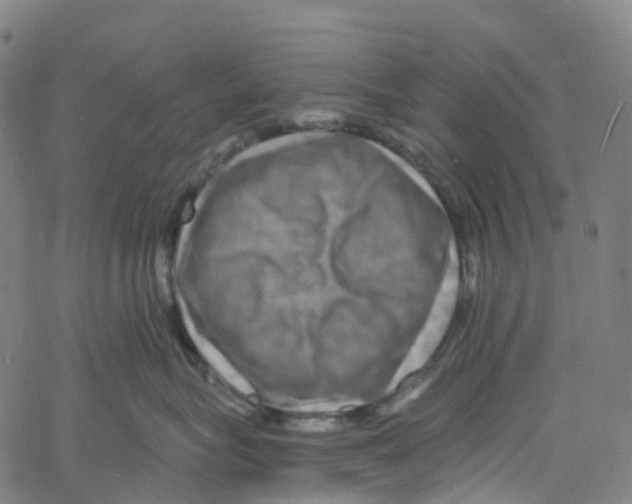 X0000061150575200512161558