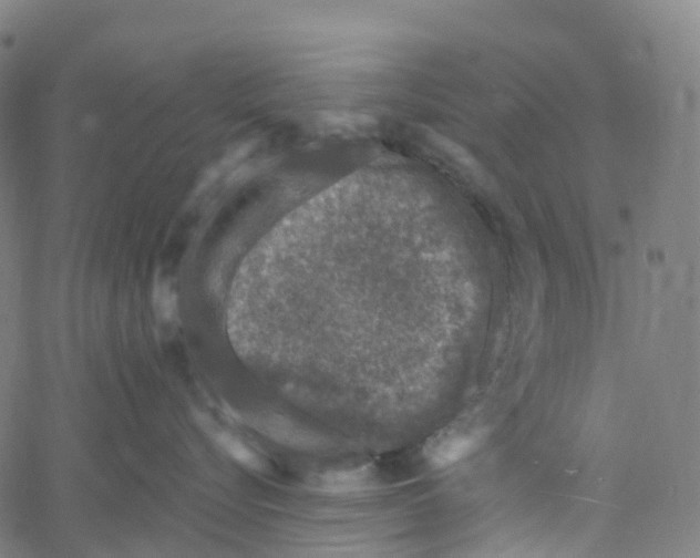 X0000061150576200512161558