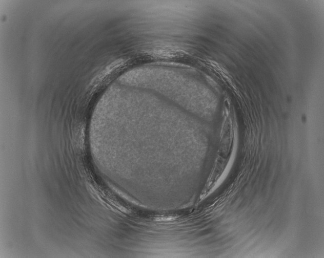 X0000061150596200512161557