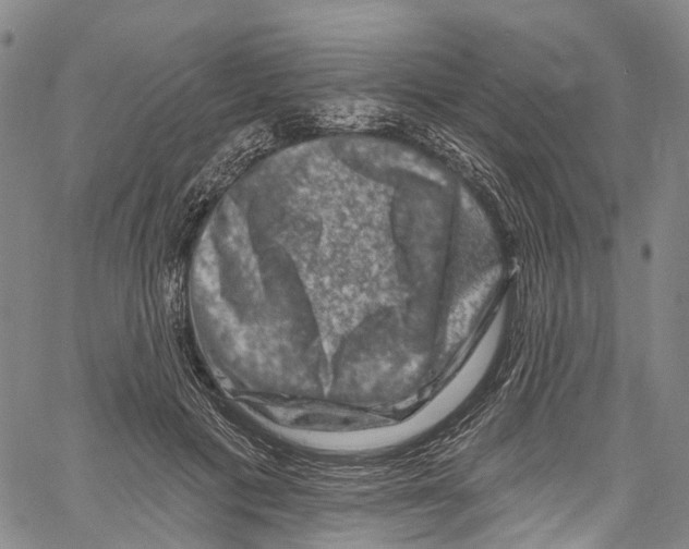 X0000061150601200512161557