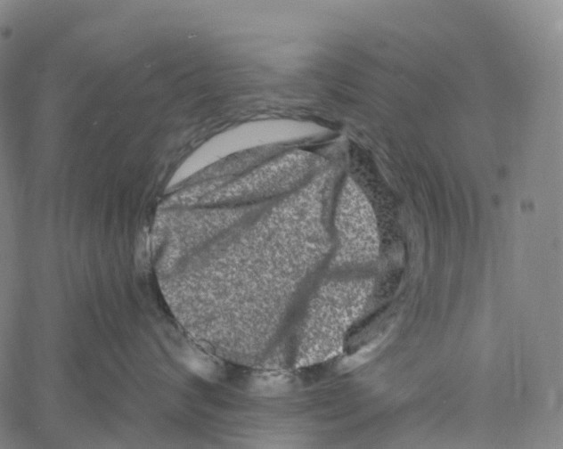 X0000061150624200512161557