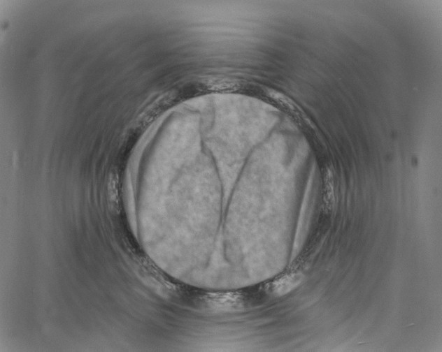 X0000061150667200512161557