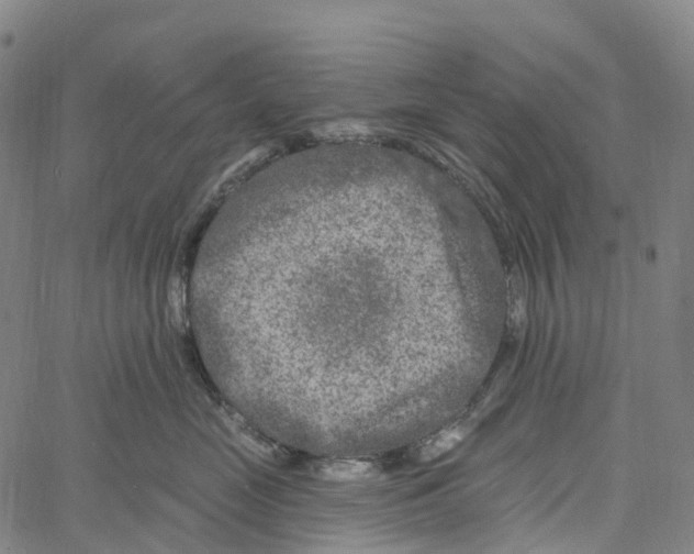 X0000061150669200512161557