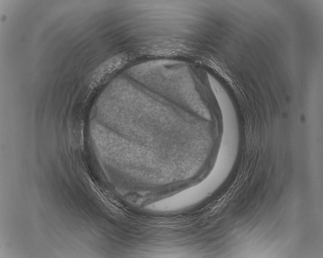 X0000061150685200512161556