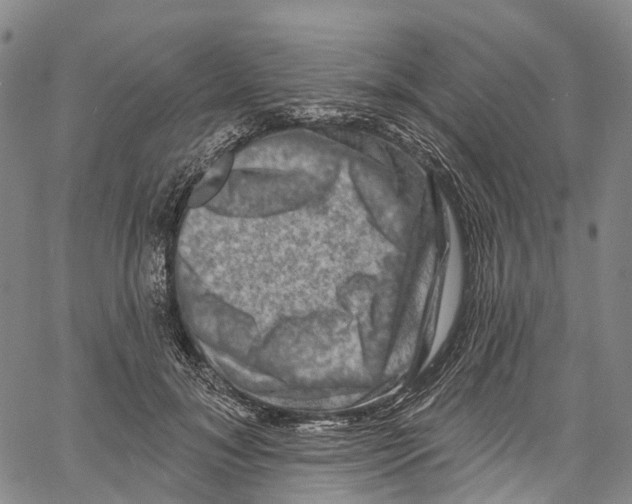 X0000061150700200512161556