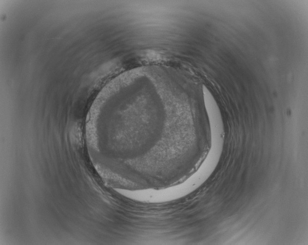 X0000061150715200512161555