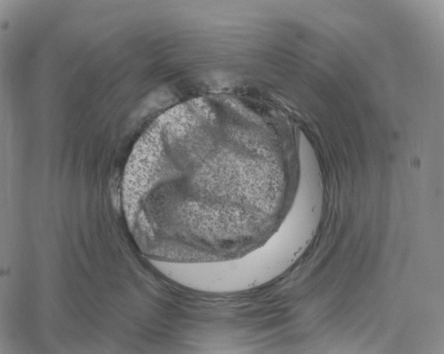 X0000061150719200512161555