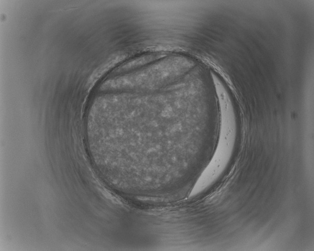 X0000061150721200512161554