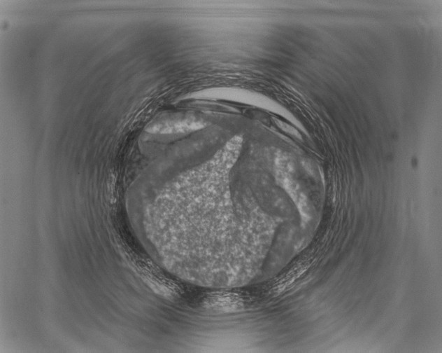 X0000061150750200512161555