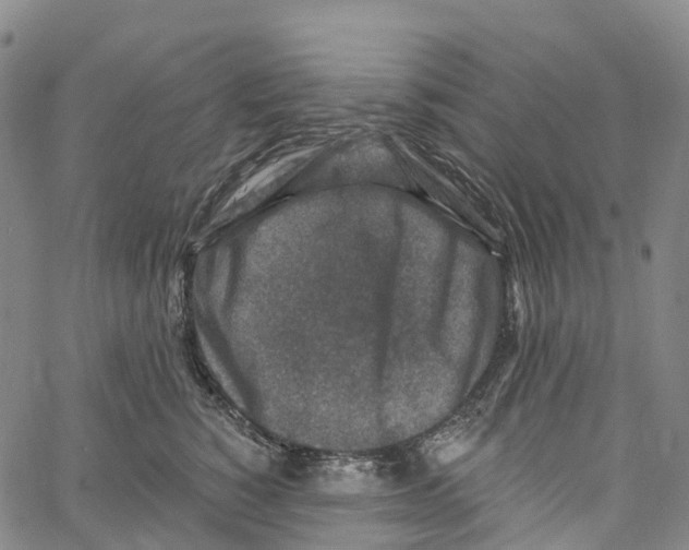 X0000061150760200512161555