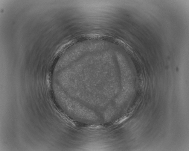 X0000061150762200512161555