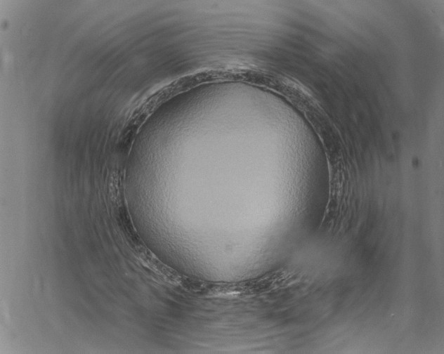 X0000061150773200512161554