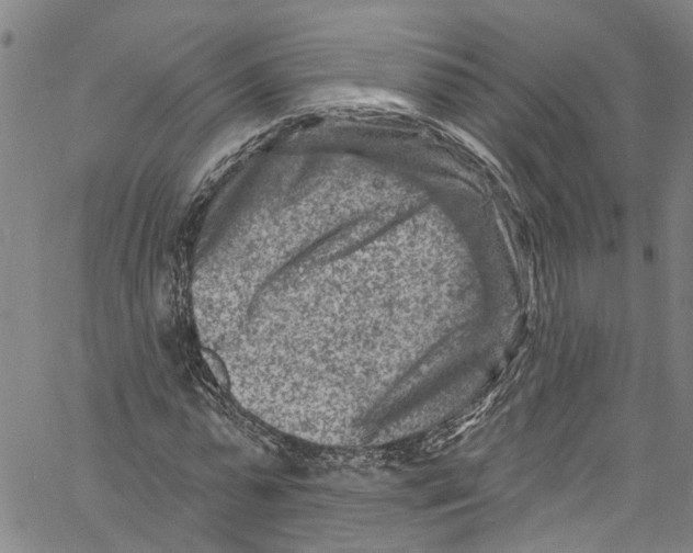 X0000061150775200512161554