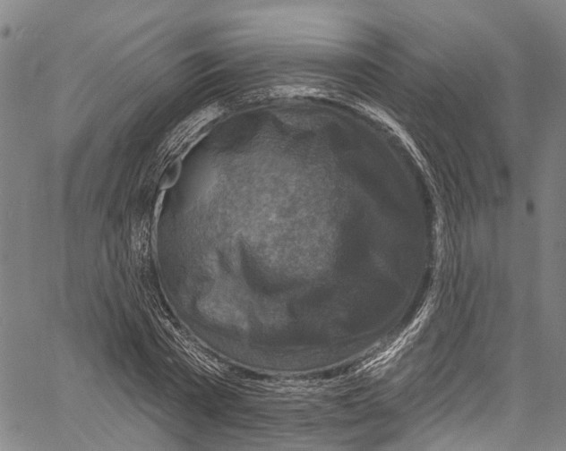 X0000061150785200512161554