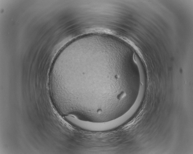 X0000061150799200512161554