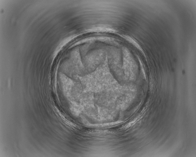 X0000061150831200512161553