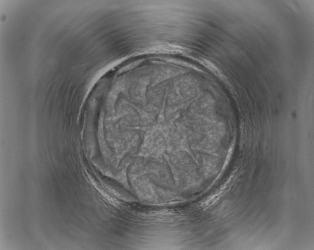 X0000061150838200512161553