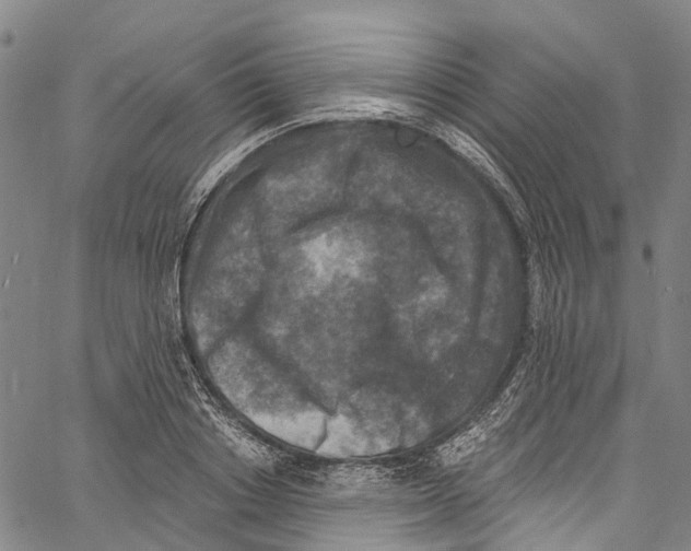 X0000061150842200512161553