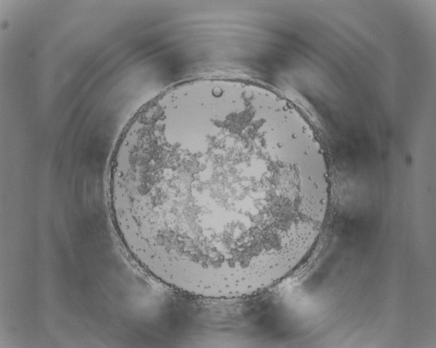 X0000061150856200512161553