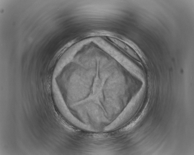 X0000061150857200512161553