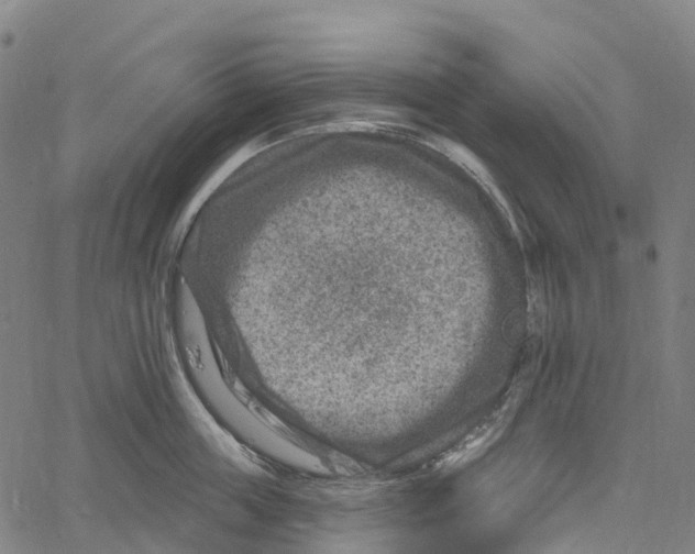 X0000061150859200512161554