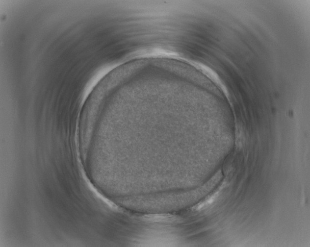 X0000061150863200512161554