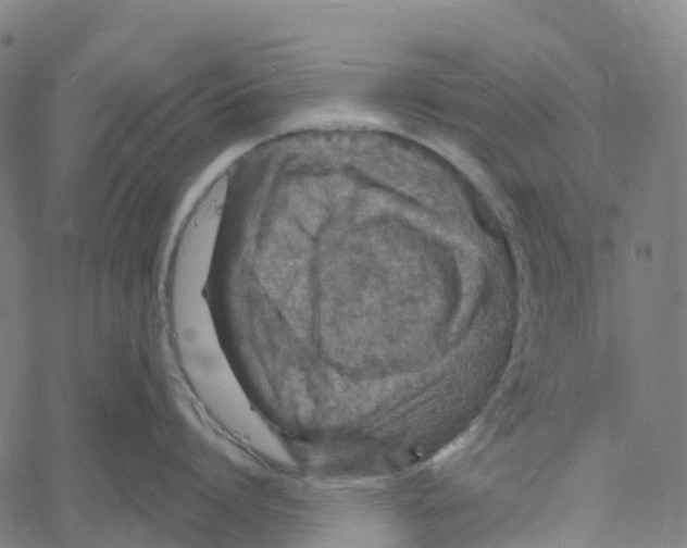 X0000061150864200512161554