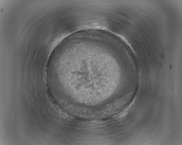 X0000061150879200512161553