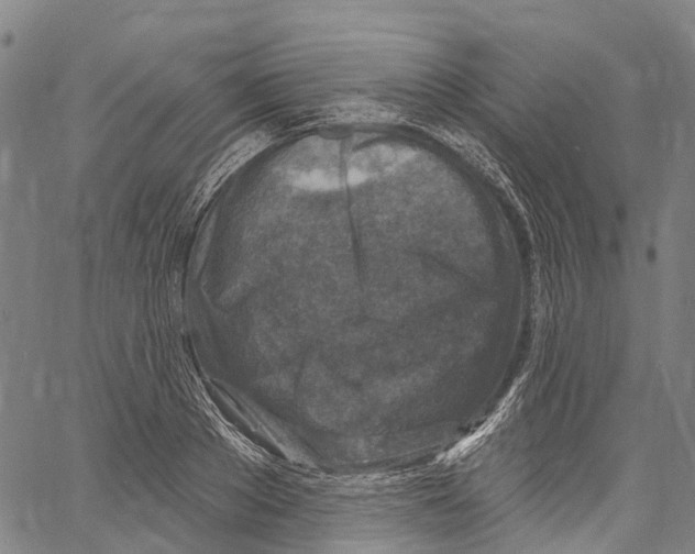 X0000061150889200512161552