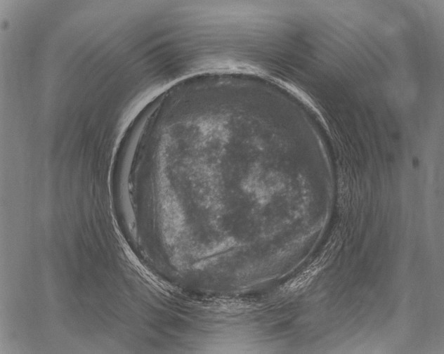 X0000061150935200512161552