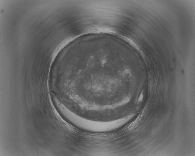 X0000061150943200512161552