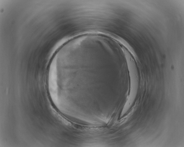 X0000061150958200512161552