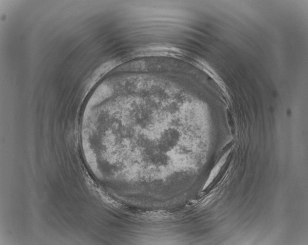 X0000061150994200512161551