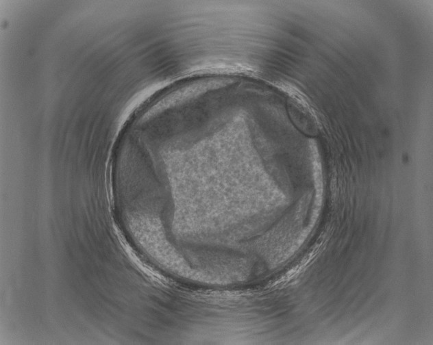 X0000061151030200512161550