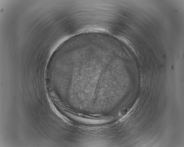 X0000061151038200512161550