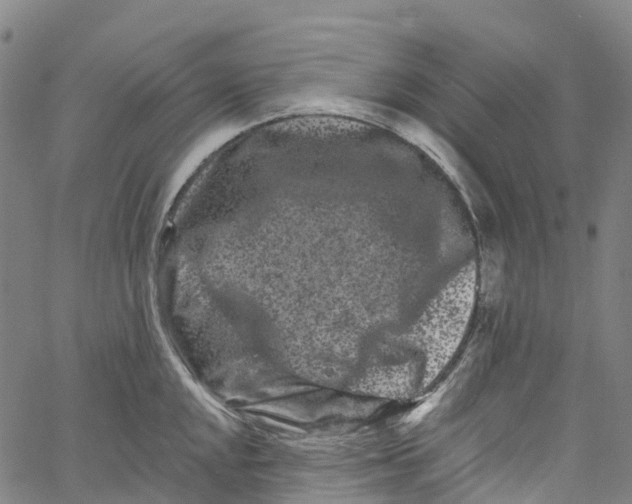 X0000061151048200512161550