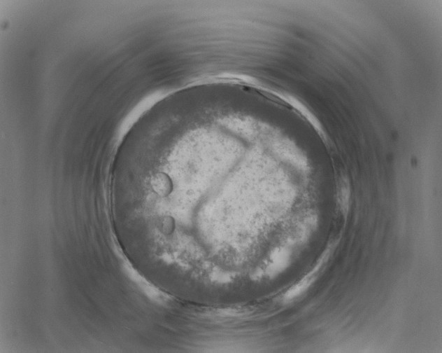 X0000061151054200512161550