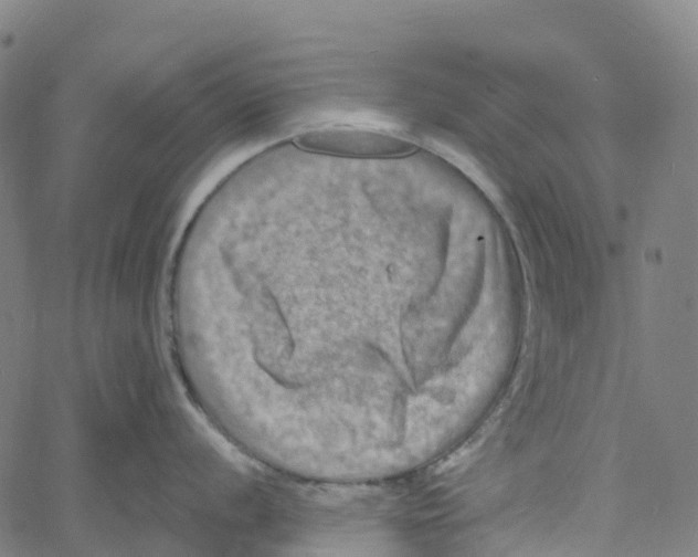 X0000061151056200512161550