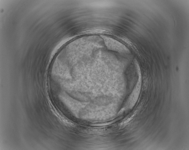 X0000061151086200512161549