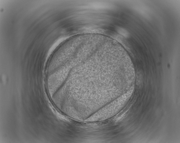 X0000061151094200512161549