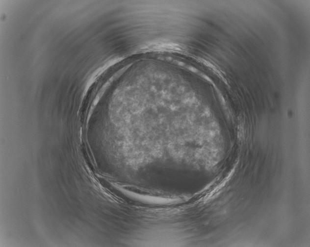 X0000061151117200512161548