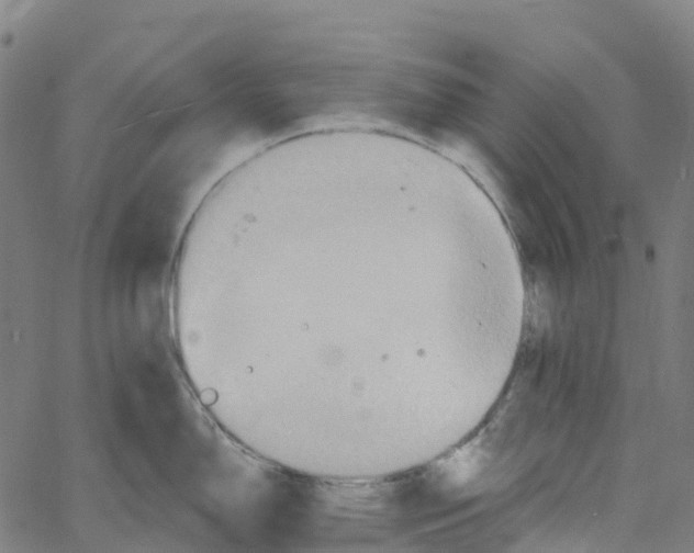 X0000061151150200512161549